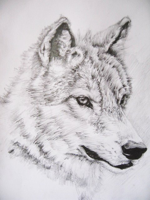 Wolf