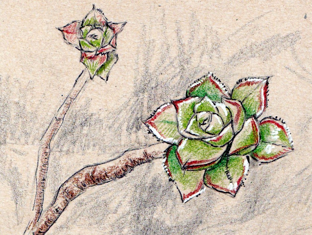 Succulent Drawing