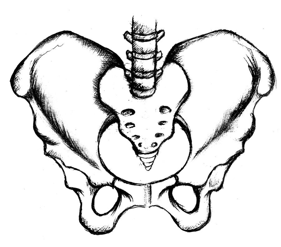 Sketch No.13 Pelvis by WilwarinBlueberry on DeviantArt