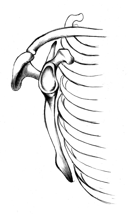 Sketch No.17: Scapula again