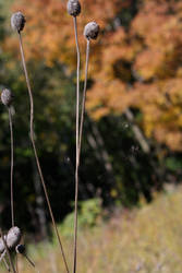 autumn seed pods and spider