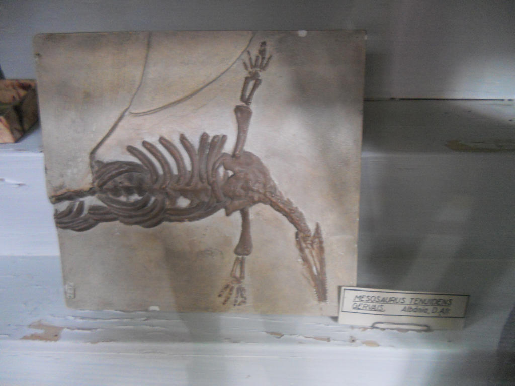 Mesosaurus fossil