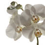 Orchidee6