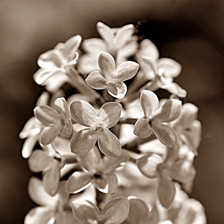 Violet square in Sepia