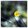 Snail shell in the sun square