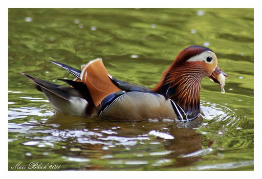 Swimming Duck