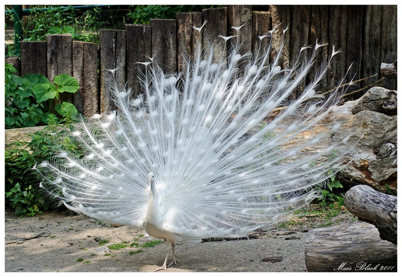 Albino Peacock