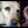 Nina-Nicky Collage