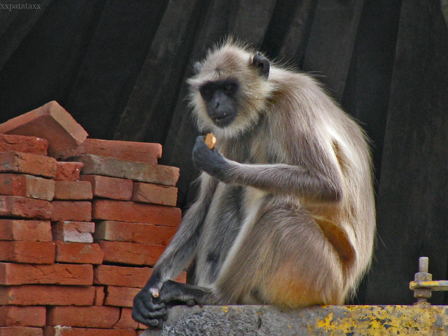 Monkey with cookie