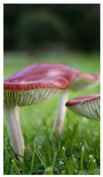 toad stool