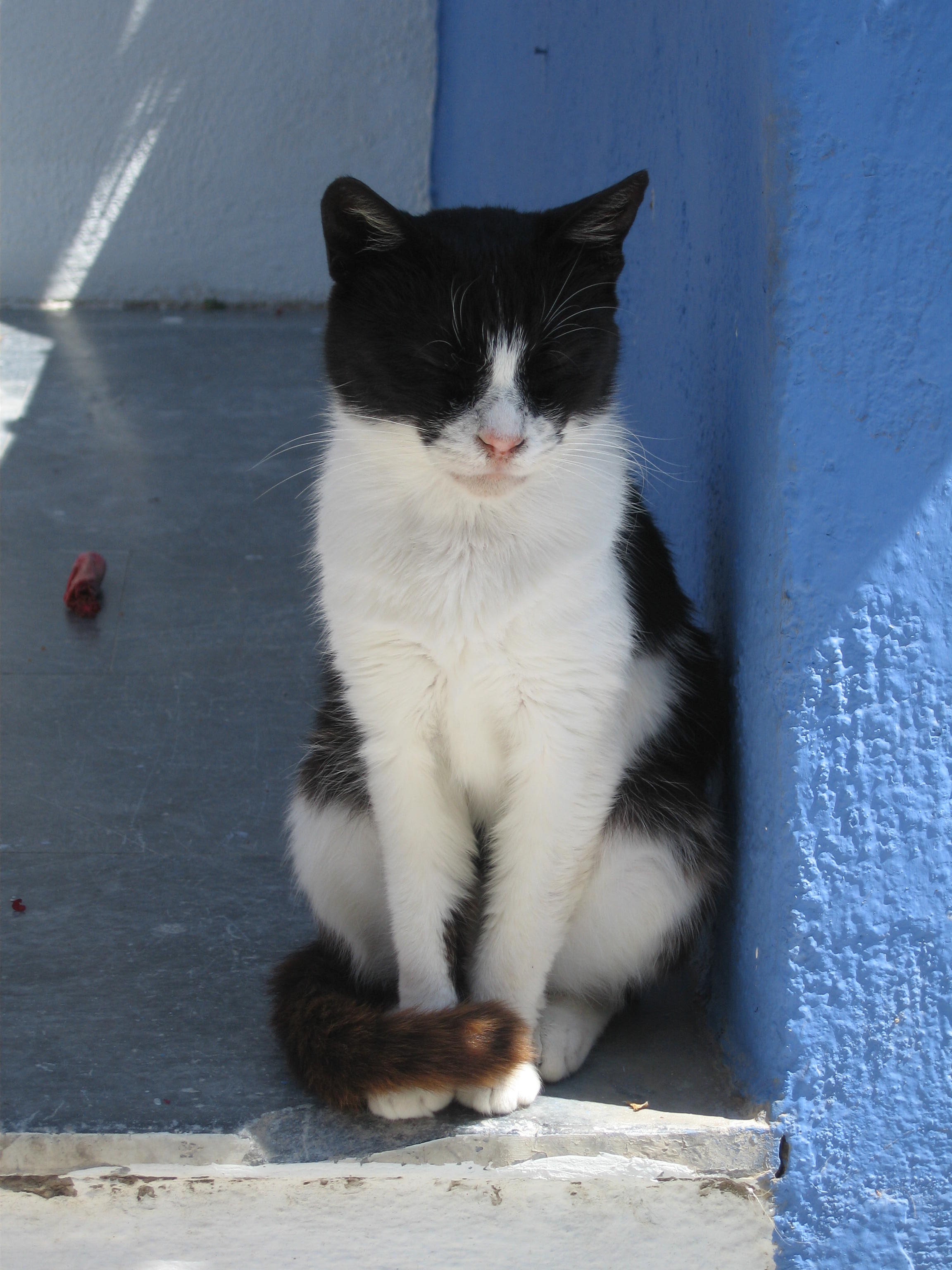 The Santorini Cat