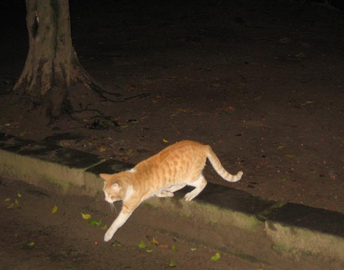 Stray Cat