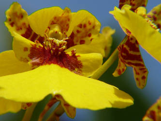 Orquidea amarela