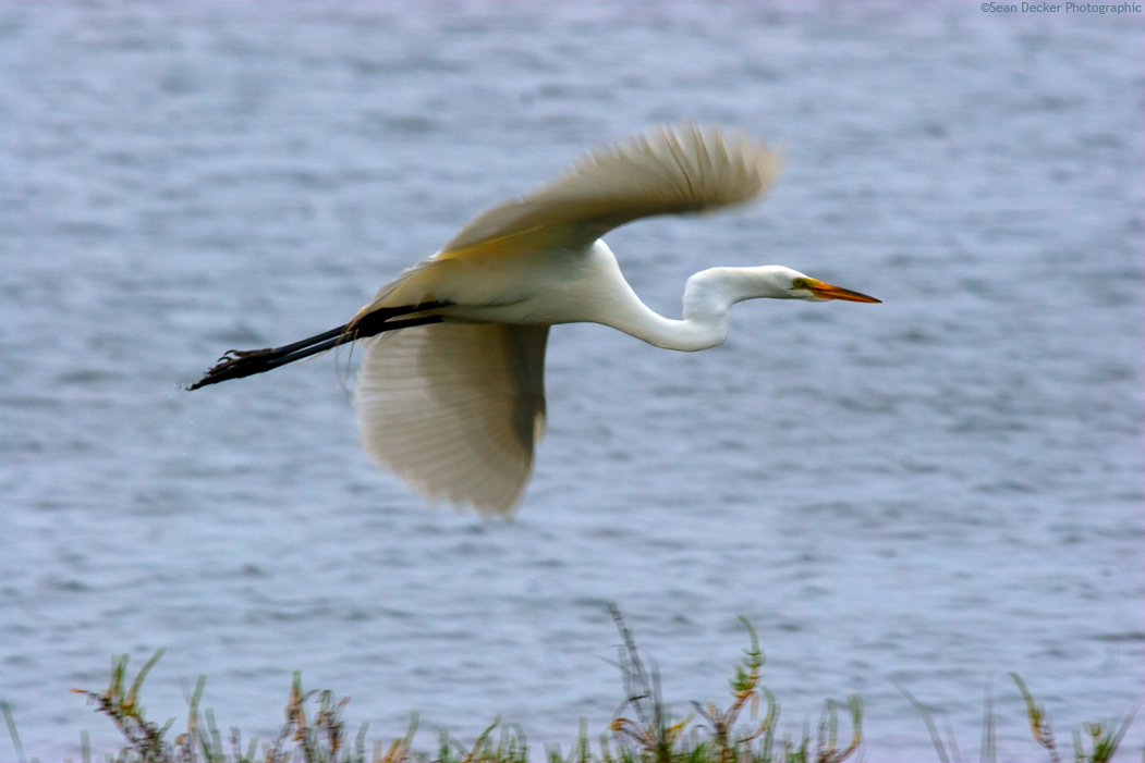 Great Snowy Egret