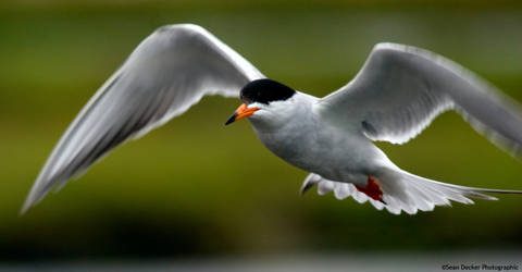 California Least Tern in flight