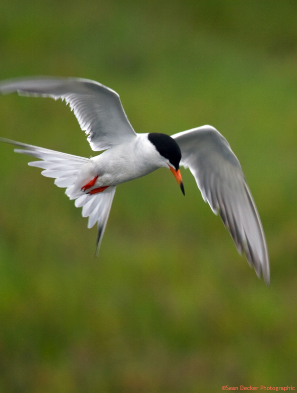 California Least Tern in search of prey