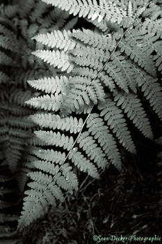 Quadtone fern