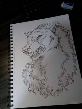 wolf