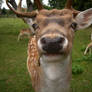 a deer with a NOSE
