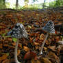 fairy tale mushrooms