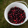 bucket of cherries