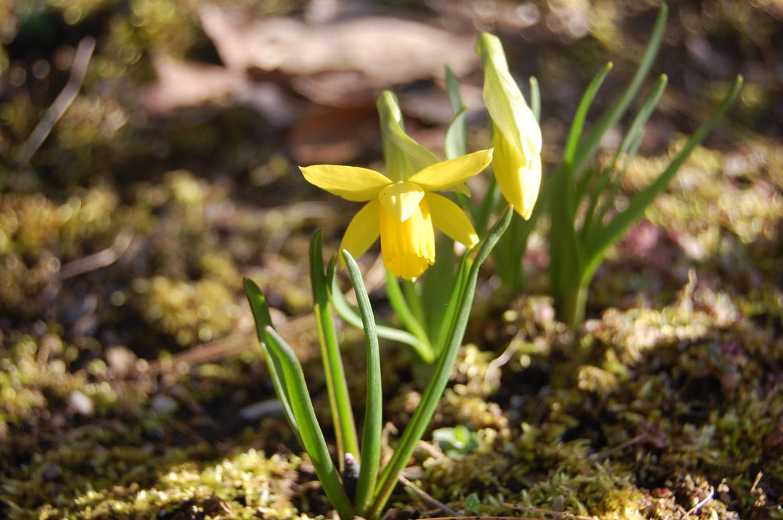 Spring Sprigs Spring Sprigs by OakAndAcorn on DeviantArt