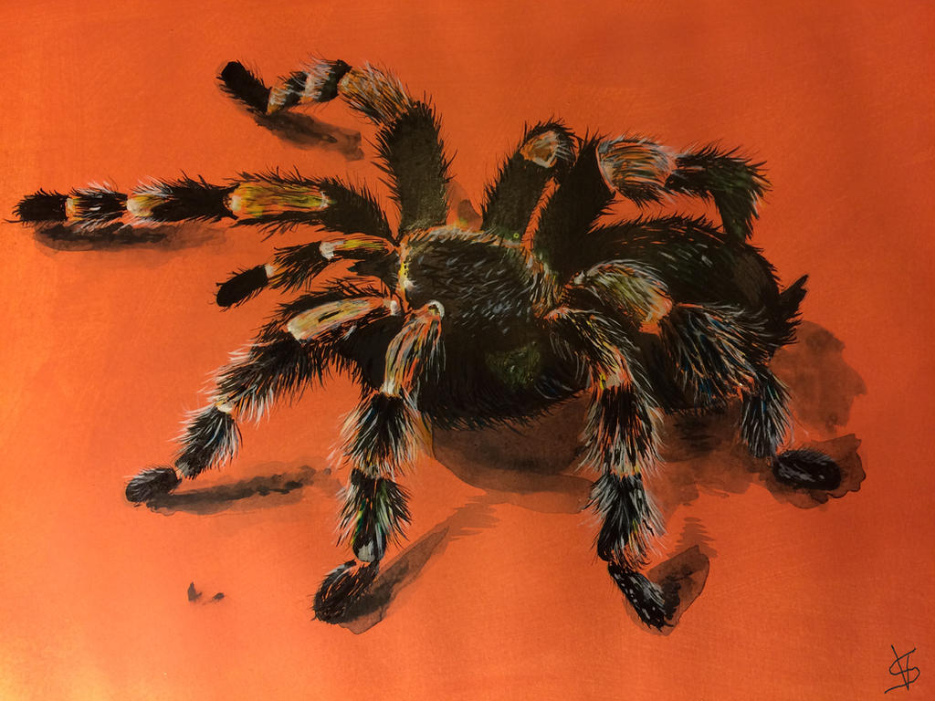 Spider Insect Deviantart A spider by VictorSeremet on DeviantArt