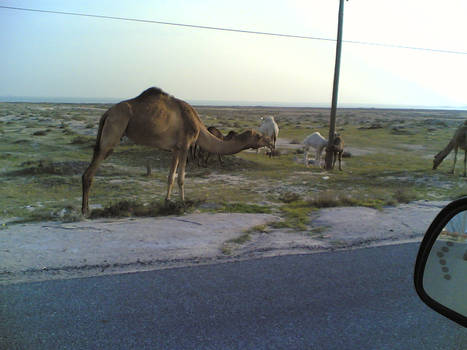 Camel Crossing