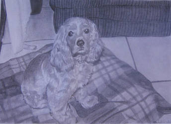 Cocker Spaniel