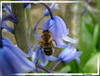 Bee in flight