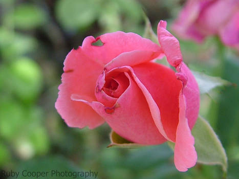 Rose Bud