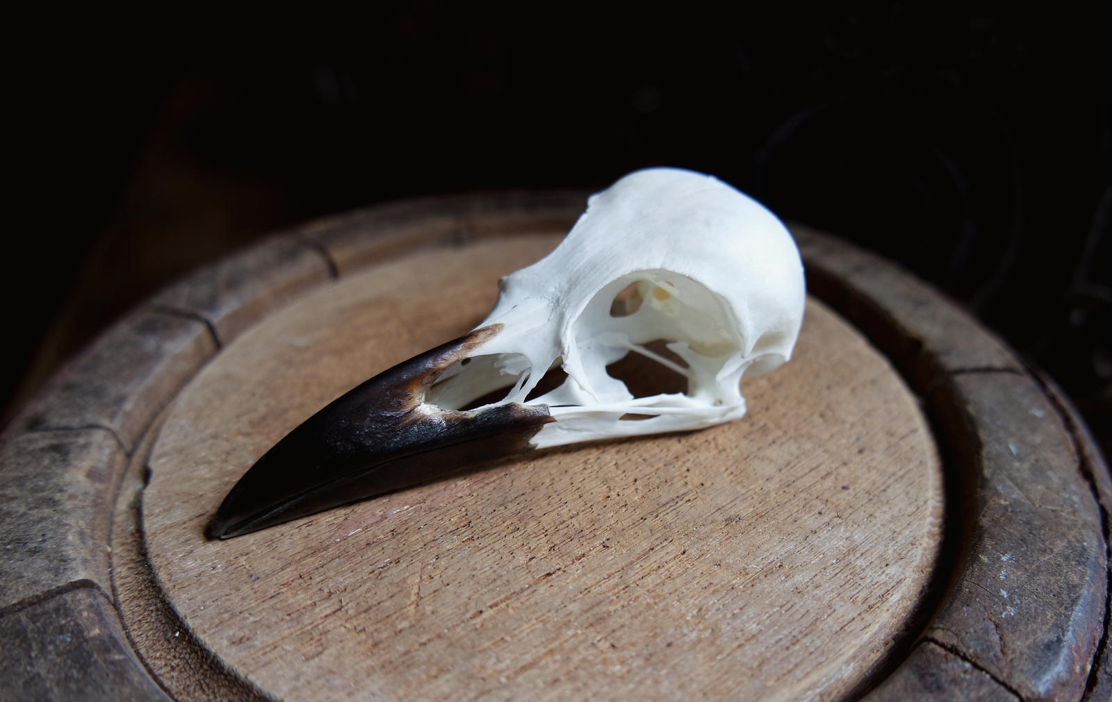 Carrion crow skull