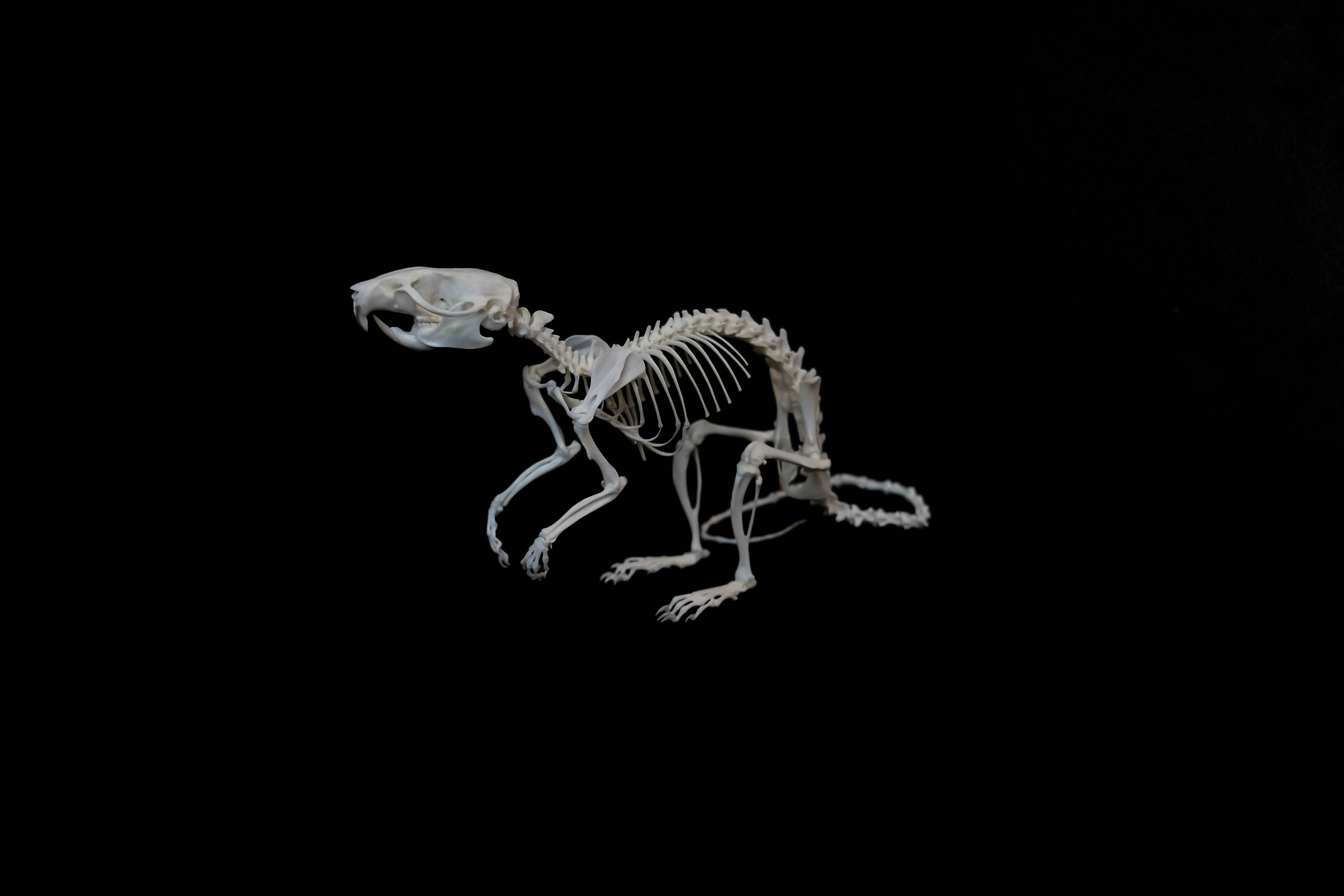 Rat skeleton by Exifia on DeviantArt