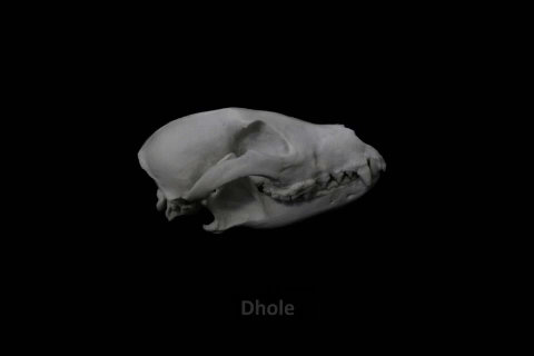Canine skulls GIF  [Updated!]