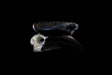 Black-casqued hornbill skull