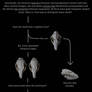 Basal canid skulls - identification chart