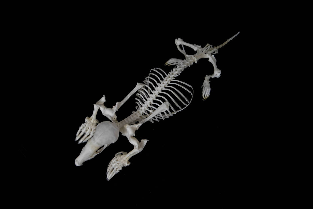 European mole skeleton by Exifia on DeviantArt
