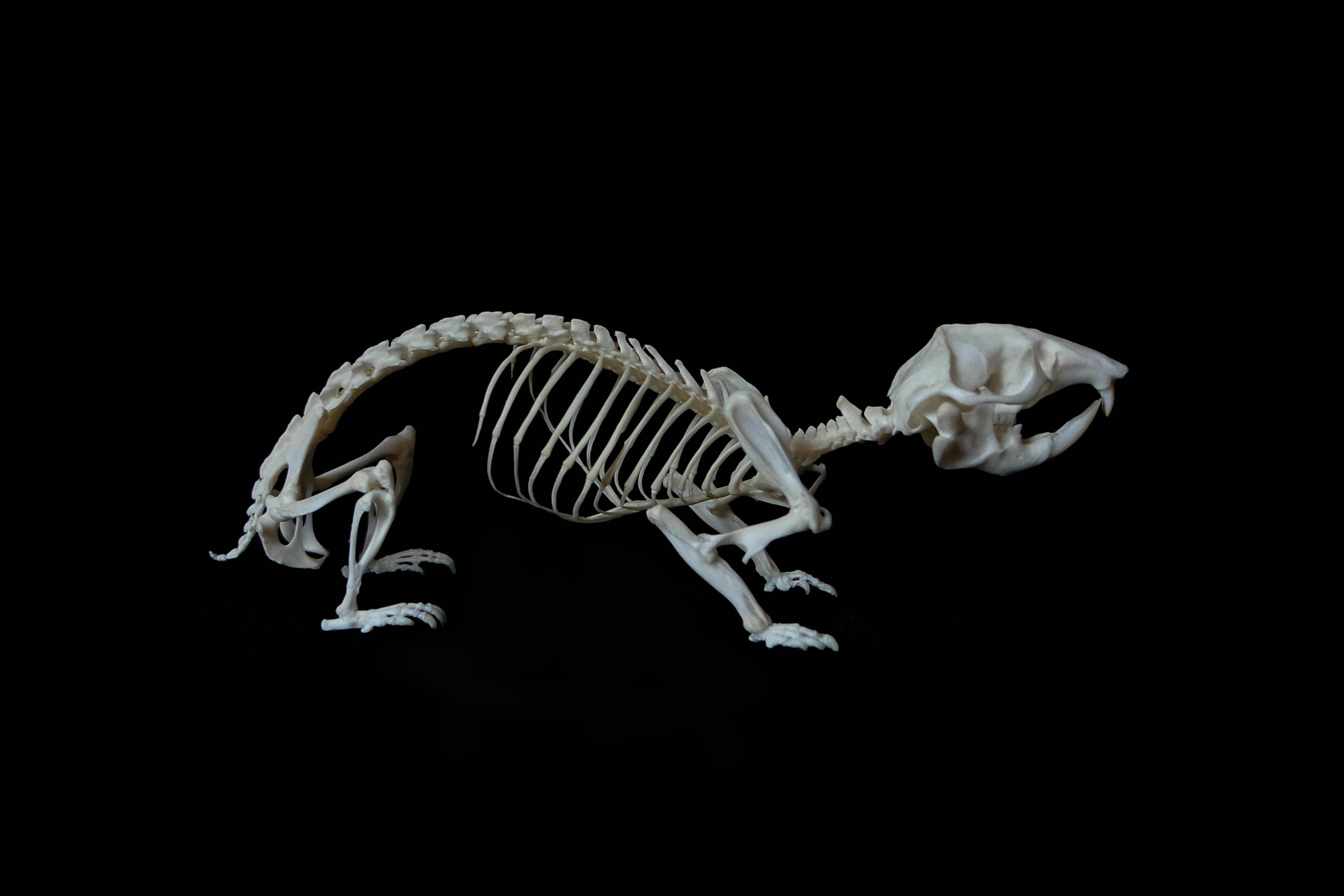 Lesser Mole rat Skeleton By Exifia On DeviantArt lesser-mole-rat-skeleton-by-exifia-on-deviantart