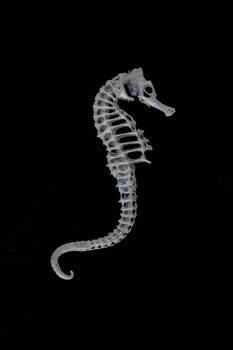 Seahorse skeleton