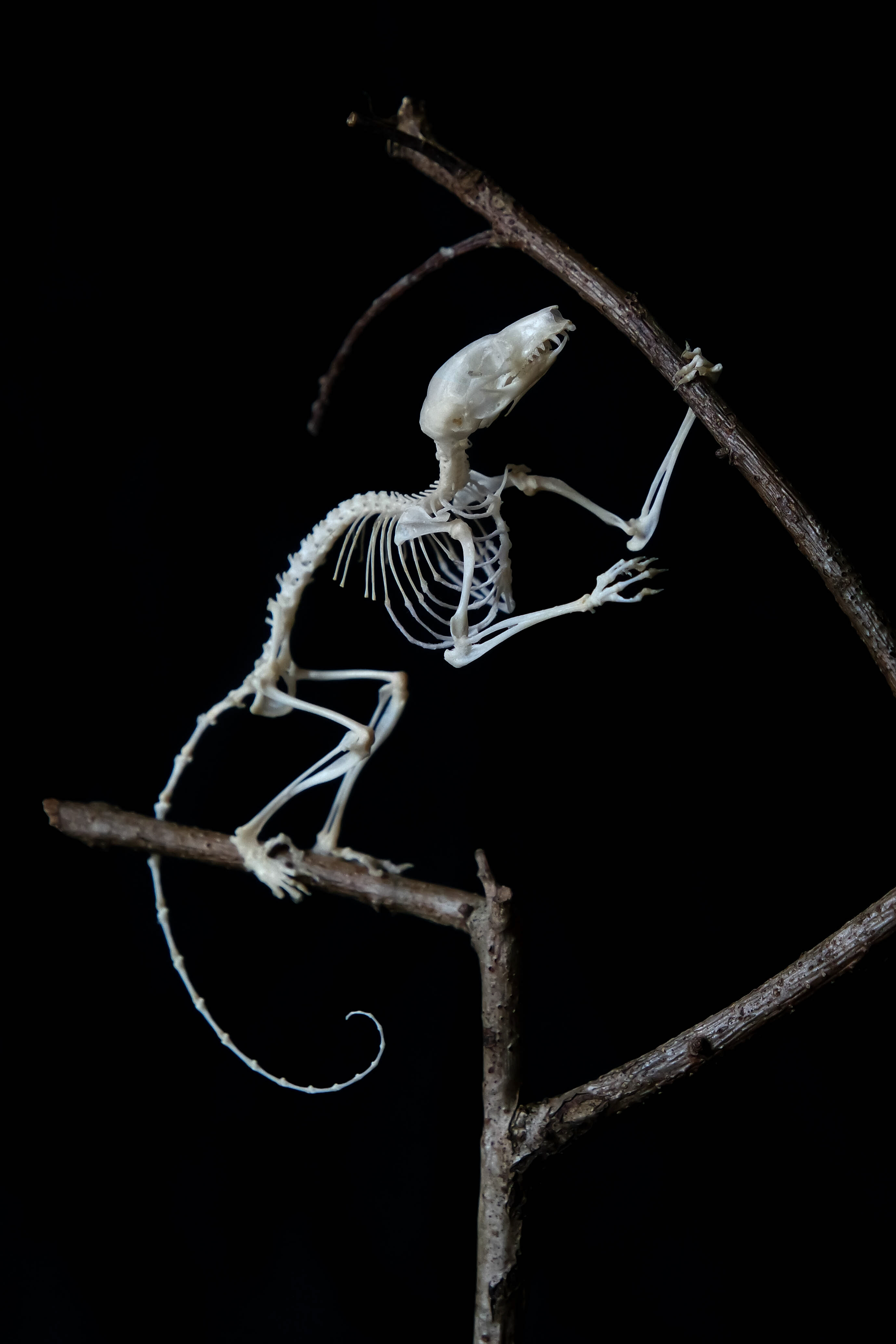Jets Skeleton Feathertail glider skeleton by Exifia on DeviantArt