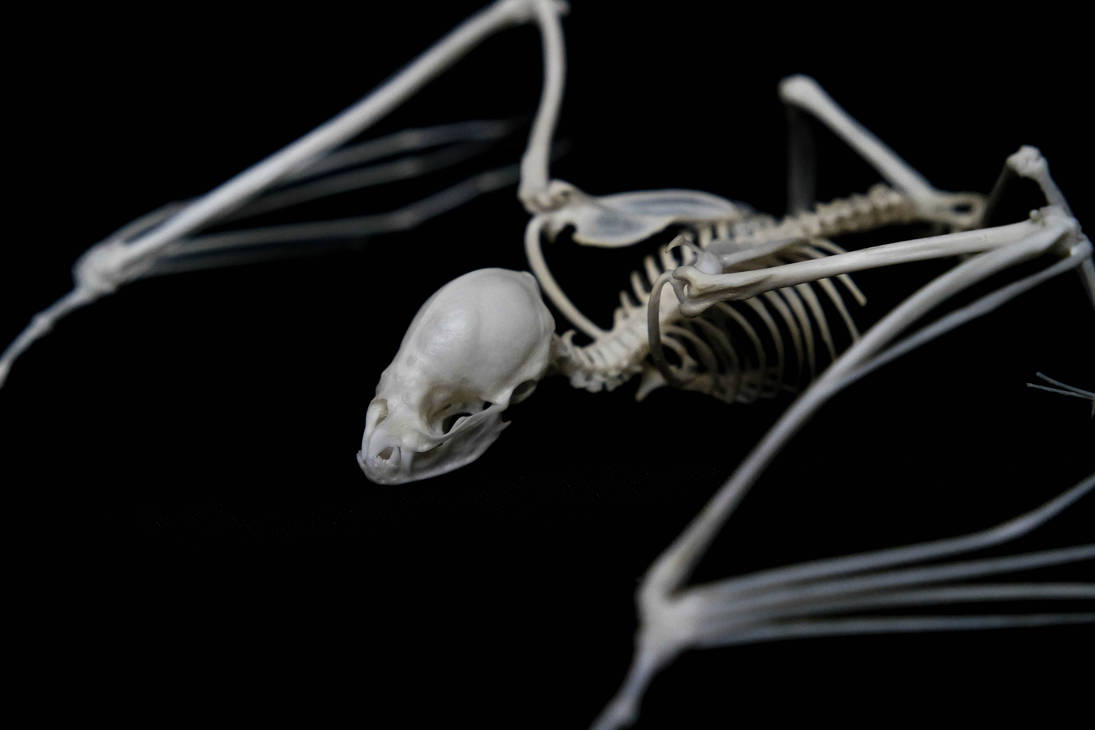 Vampire bat skeleton - Close up by Exifia on DeviantArt
