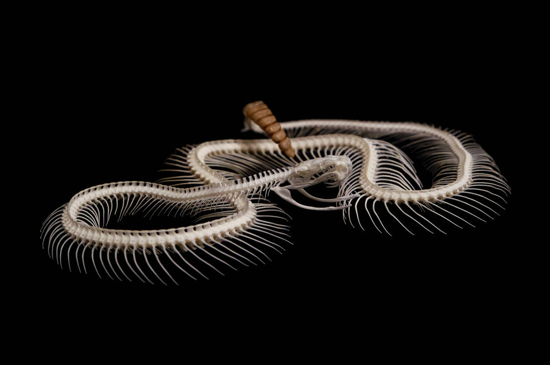 Rattlesnake skeleton by Exifia on DeviantArt