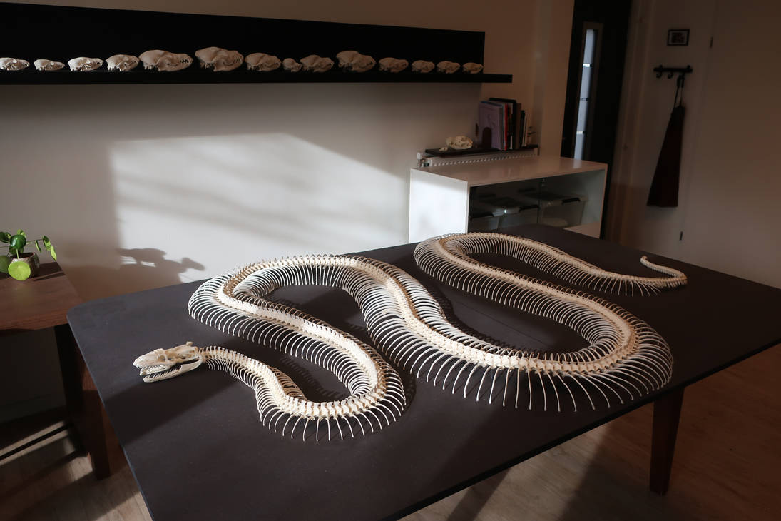 Reticulated python skeleton by Exifia on DeviantArt