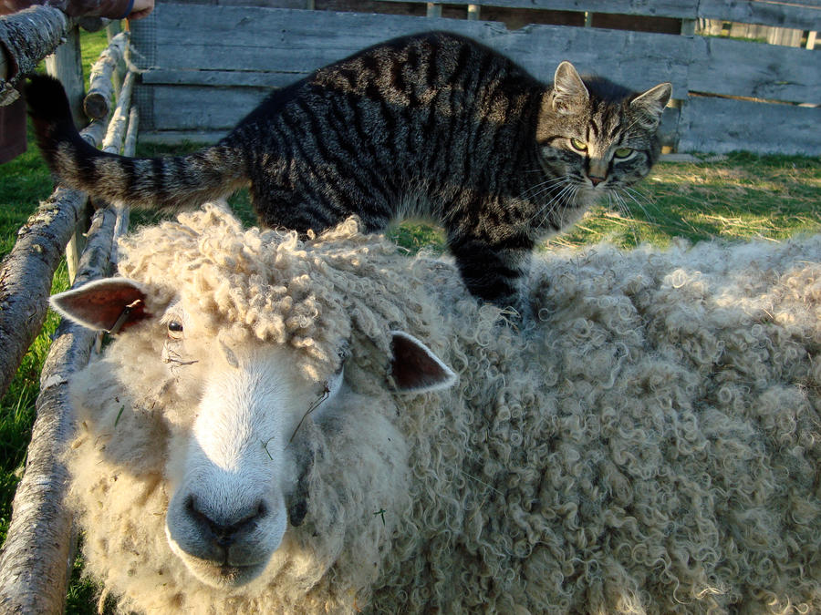 Cat and Sheep