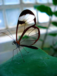 Butterfly 1