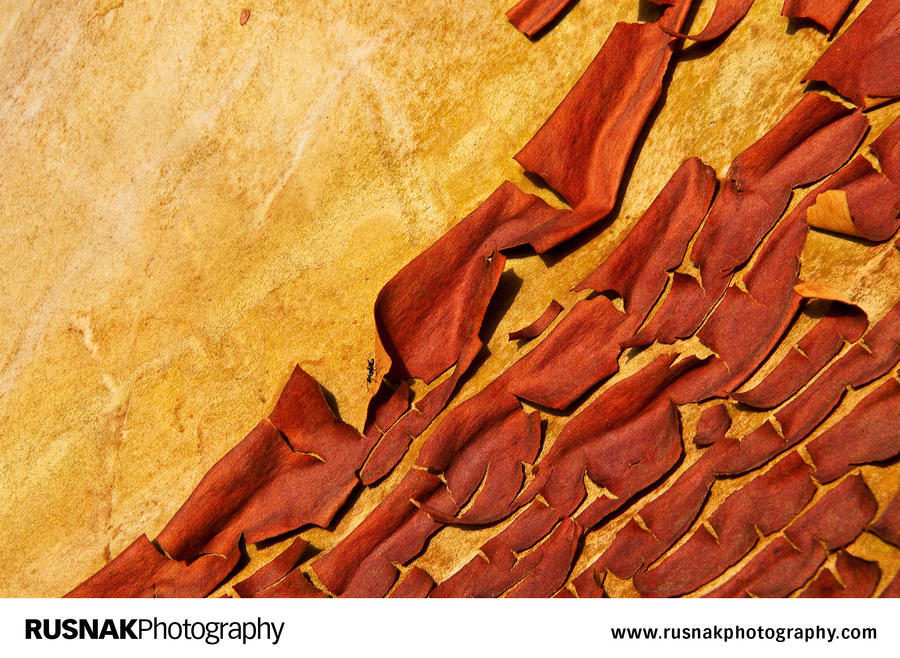 Madrone Tree I by snakstock