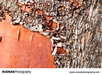 Madrone Tree II