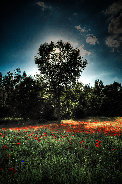 ...around poppies