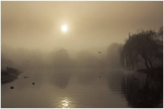 Misty pond 3