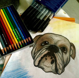 Bulldog drawing